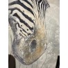 Zebras
