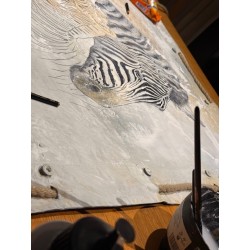 Zebras