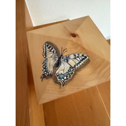 Urne / Schmetterling